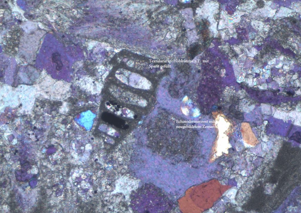 Polaristionsaufnahme Altenberger Kalkstein, Echinodermatenreste und Foraminifere