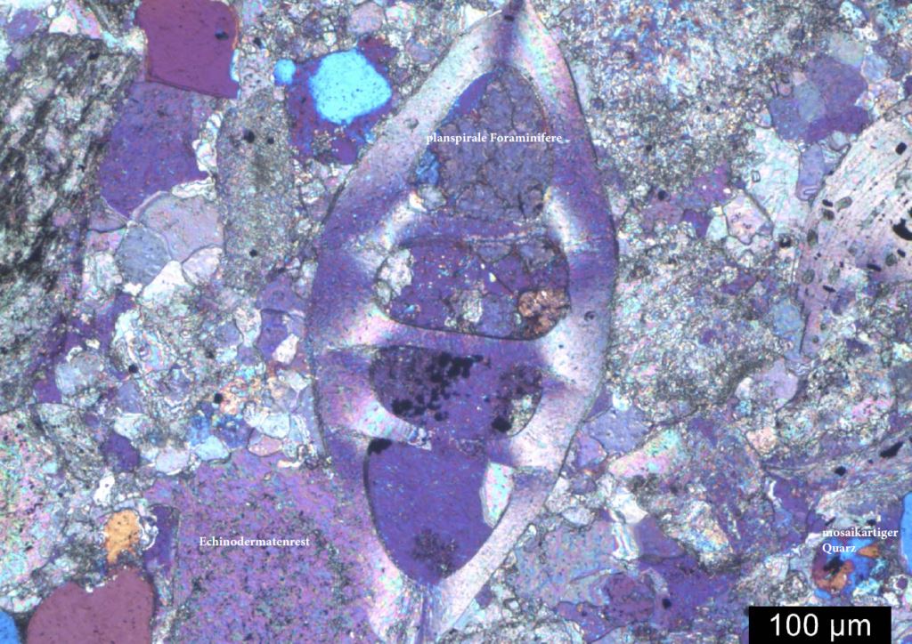 Polaristionsaufnahme Altenberger Kalkstein, Echinodermatenrest und Foraminifere