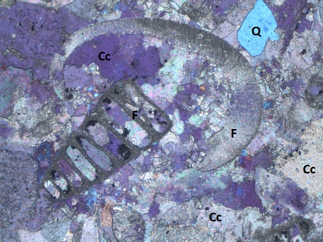 Altenberger Kalkstein, fossile Foraminifere, Muschel und Quarz-Körner