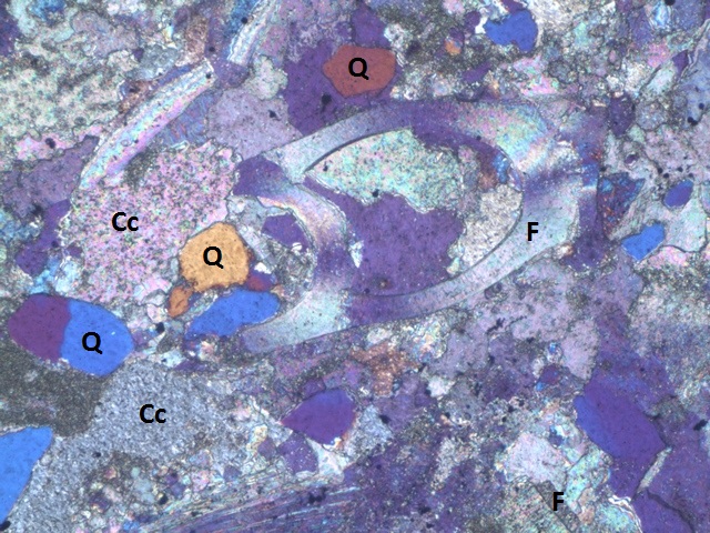 Altenberger Kalkstein, fossile Muschel und Quarz-Körner