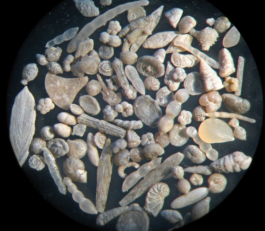 Foraminiferen, Überblick unter dem Mikroskop, Fundort Altenberge