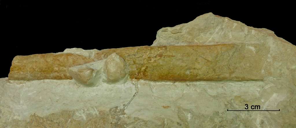 Fossiler Ammonit, Fundort Altenberge