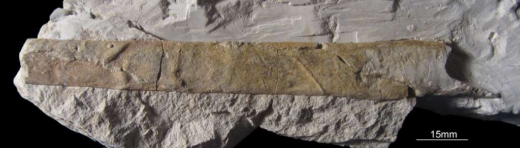 Fossiler Ammonit, Fundort Altenberge