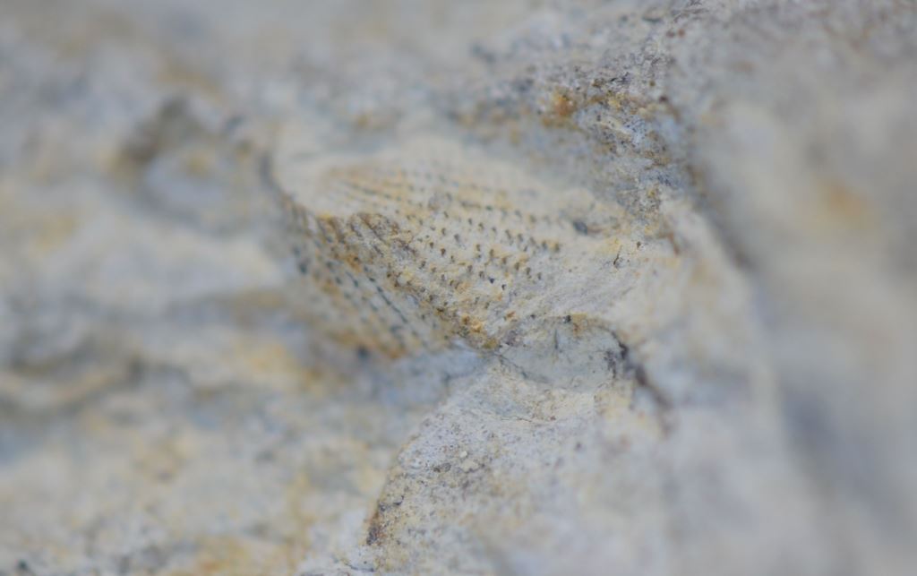 Fossile Muschel, Schalenerhaltung, Fundort Altenberge