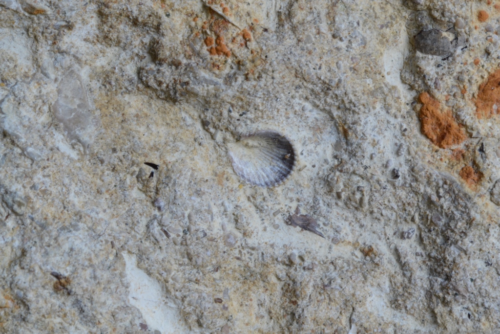 Fossile Muschel, Schalenerhaltung, Fundort Altenberge