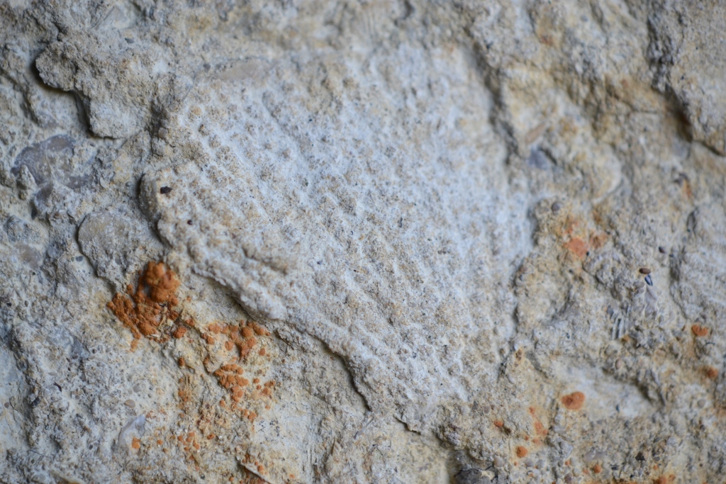 Fossiler Schwamm, zusamengedrückt, Fundort Altenberge