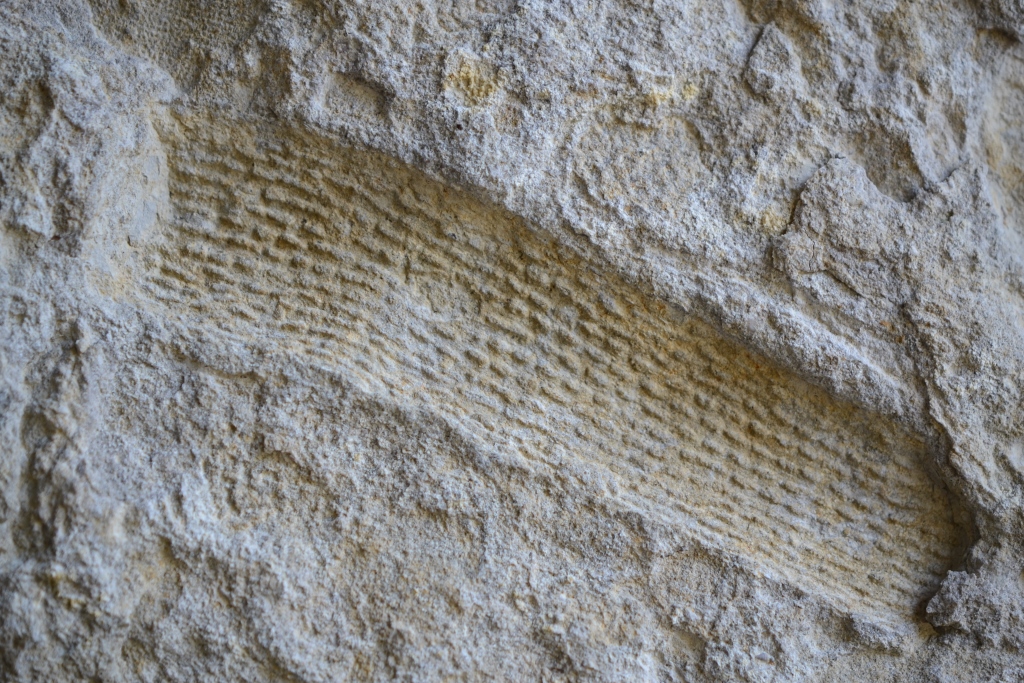 Fossiler Schwamm, zusamengedrückt, Fundort Altenberge