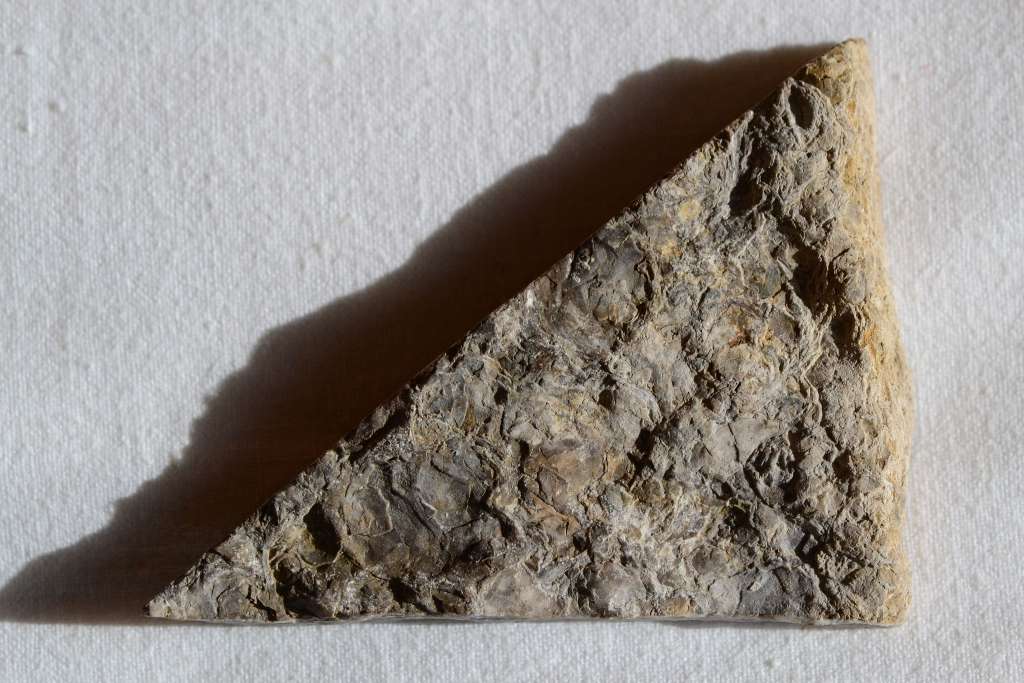 Fossiler Muschelschill, unbehandelte Oberfläche, Fundort Altenberge
