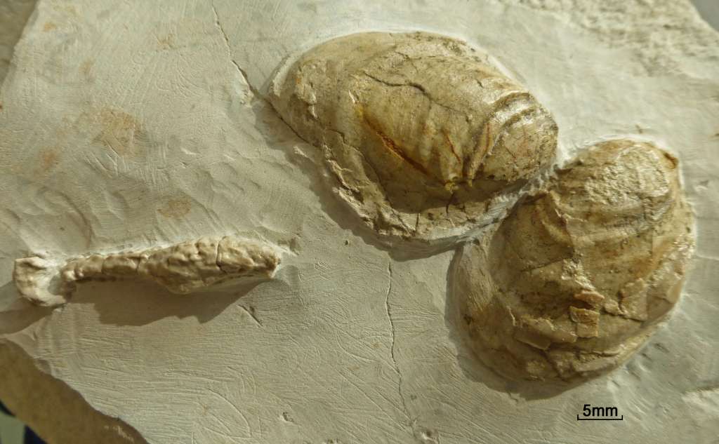 Fossile Inoceramus Muschel im Mergelstein, Schalenerhaltung, Fundort Altenberge