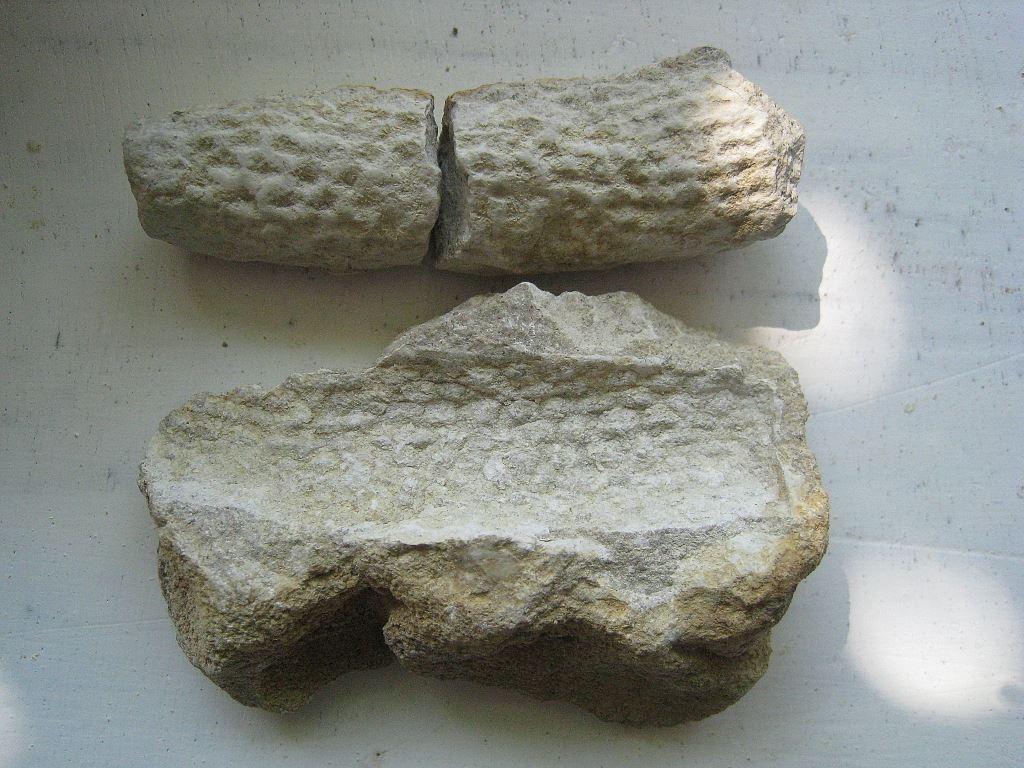 Fossiler Schwamm, säulenförmig, Steinkernerhaltung, Fundort Altenberge