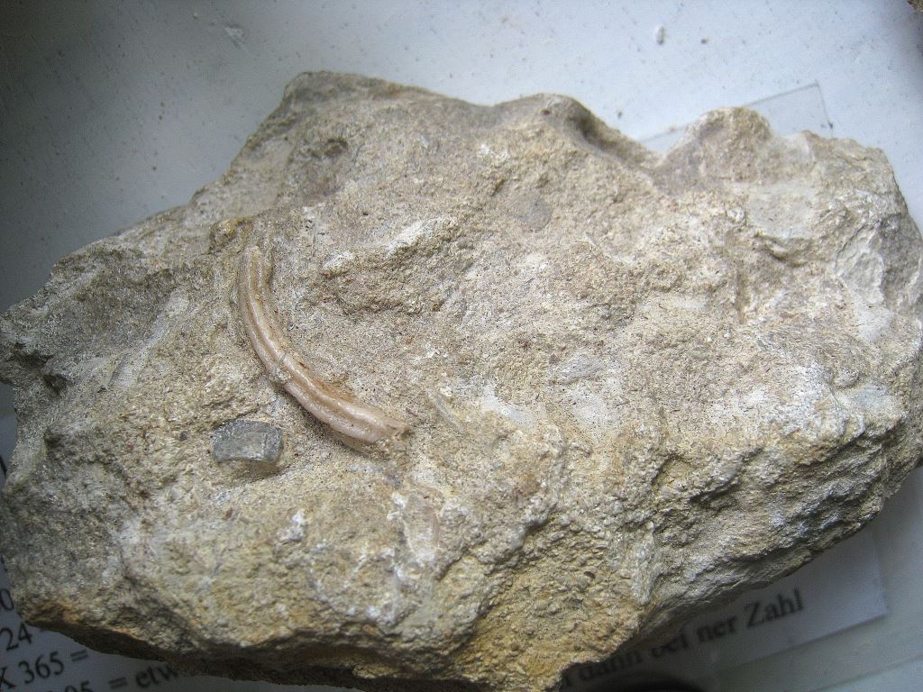 Fossiles Wurmgehäuse vom Röhrenwurm, Fundort Altenberge