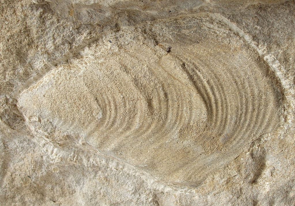 Fossile Muschel, Steinkernerhaltung, Fundort Altenberge