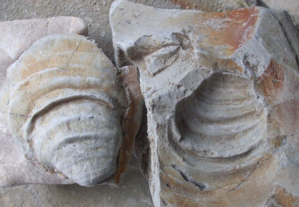Fossile Muschel, Positiv- und Nagativabdruck, Fundort Altenberge