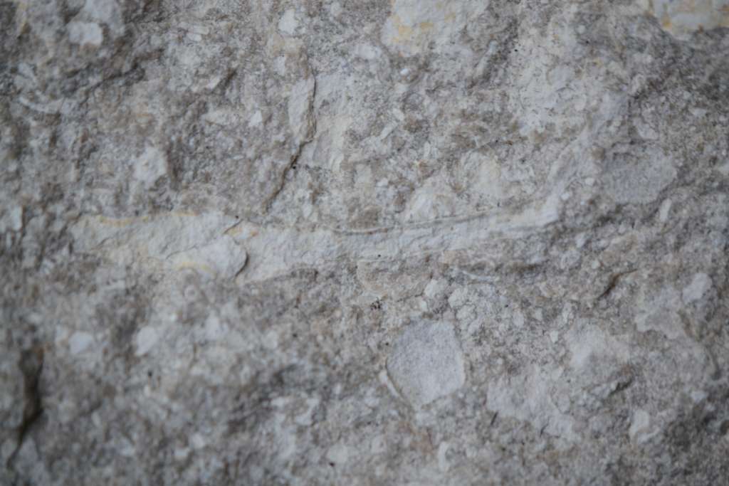 Fossiler Schwamm, Steinkernerhaltung, Fundort Altenberge