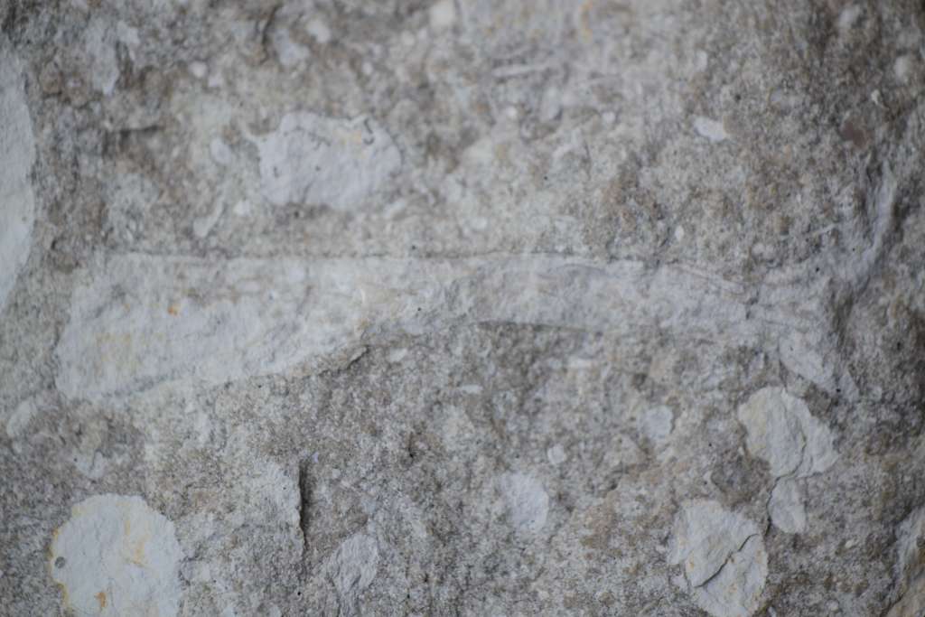 Fossiler Schwamm, Steinkernerhaltung, Fundort Altenberge