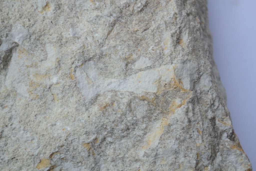 Fossiler Schwamm, z. T. in Steinkernerhaltung, Fundort Altenberge