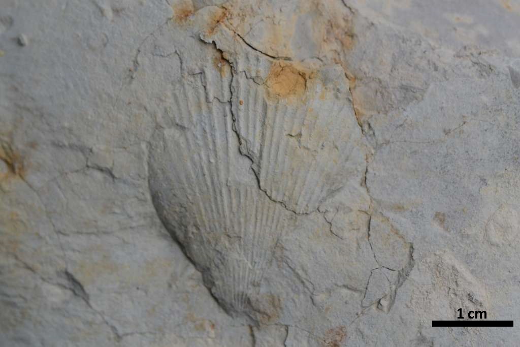 Fossile Muschel, Abdruck im Mergelstein, Fundort Altenberge