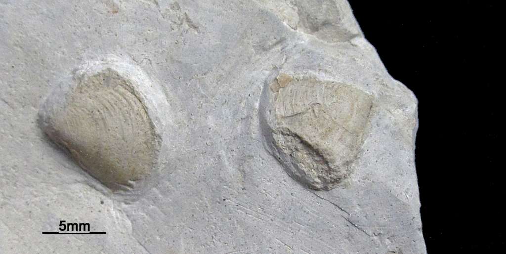 Fossile Muschel (unbestimmt), Schalenerhaltung, Fundort Altenberge