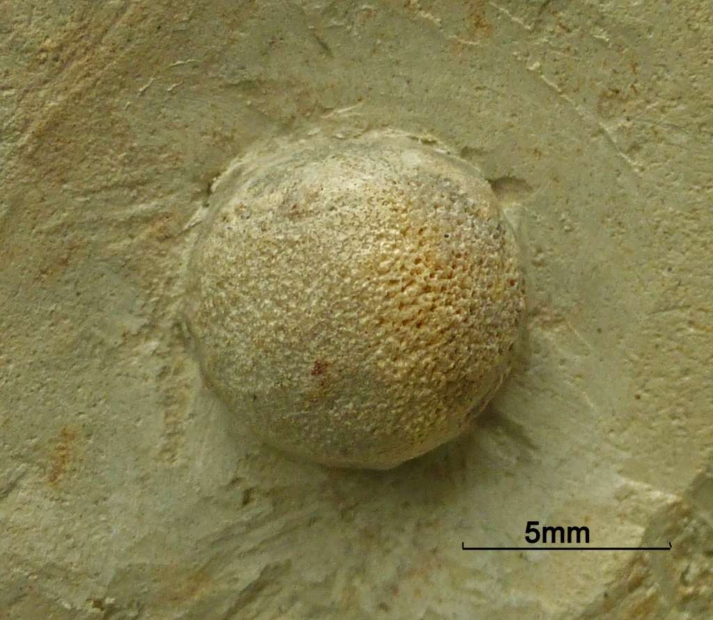 Fossiler Schwamm Porosphaera globularis, Steinkernerhaltung, Fundort Altenberge