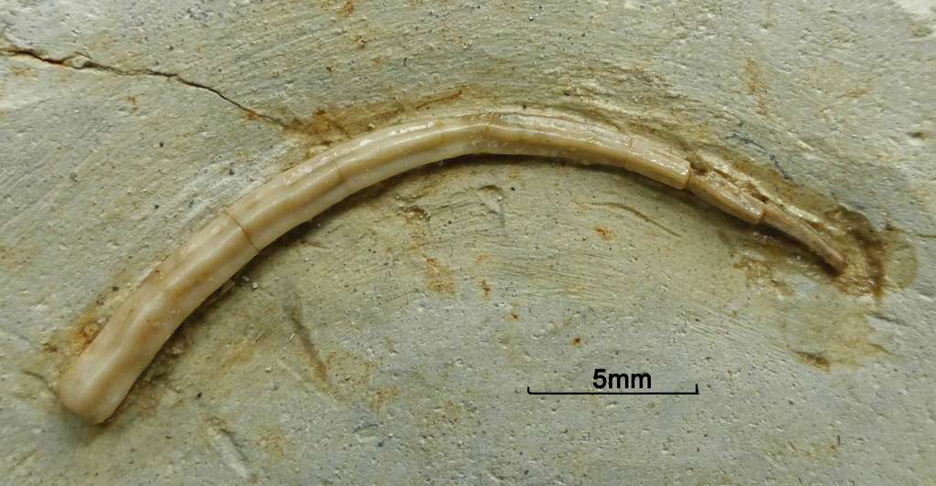 Fossiles Wurmgehäuse vom Röhrenwurm, Fundort Altenberge