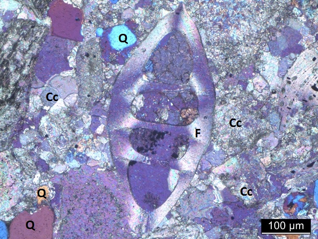 Altenberger Kalkstein unter dem Polarisationsmikroskop