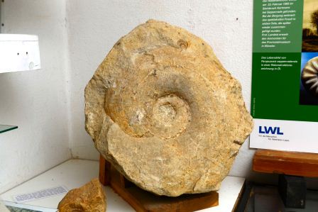 Größter Ammonit Fund vom Altenberger Höhenrücken