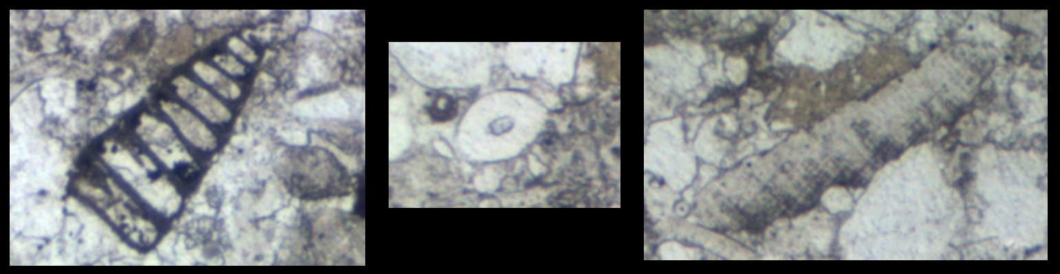 Altenberger Stein, Dünnschliff Detailaufnahme Fossilienbruchstücke (Polarisationsmikroskop, ohne Nicols)