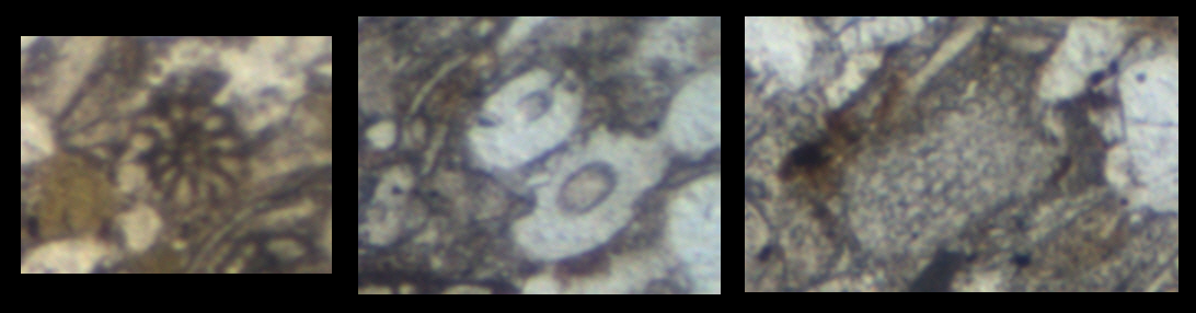 Baumberger Stein, Dünnschliff Detailaufnahme Fossilienbruchstücke (Polarisationsmikroskop, mit Nicols)